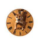 柴犬たらこ（個別スタンプ：2）