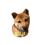 柴犬たらこ（個別スタンプ：3）
