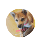 柴犬たらこ（個別スタンプ：4）