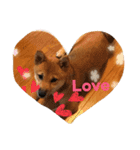 柴犬たらこ（個別スタンプ：6）