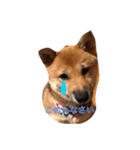 柴犬たらこ（個別スタンプ：9）
