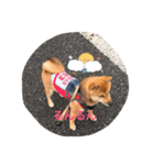 柴犬たらこ（個別スタンプ：11）