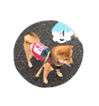 柴犬たらこ（個別スタンプ：12）