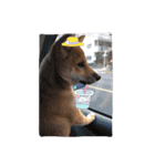 柴犬たらこ（個別スタンプ：13）