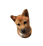 柴犬たらこ（個別スタンプ：14）