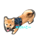柴犬たらこ（個別スタンプ：15）