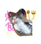 ニャ太郎 genten（個別スタンプ：1）