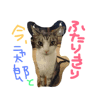 ニャ太郎 genten（個別スタンプ：2）