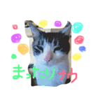 ニャ太郎 genten（個別スタンプ：3）