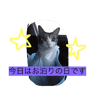 ニャ太郎 genten（個別スタンプ：5）