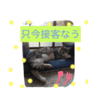 ニャ太郎 genten（個別スタンプ：6）
