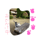 ニャ太郎 genten（個別スタンプ：7）