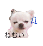 ミルク様（個別スタンプ：10）
