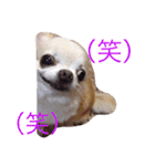ミルク様（個別スタンプ：11）