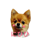 Pompom Komickey（個別スタンプ：1）