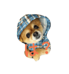 Pompom Komickey（個別スタンプ：3）