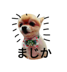 Pompom Komickey（個別スタンプ：7）