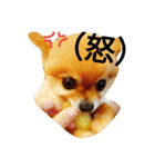 Pompom Komickey（個別スタンプ：8）