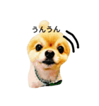 Pompom Komickey（個別スタンプ：11）