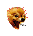 Pompom Komickey（個別スタンプ：13）