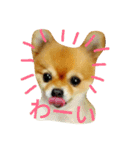 Pompom Komickey（個別スタンプ：15）
