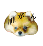Pompom Komickey（個別スタンプ：16）