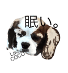 レディ−ココ（個別スタンプ：4）