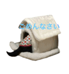HANA＆JIJI（個別スタンプ：5）