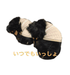 HANA＆JIJI（個別スタンプ：7）