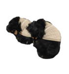 HANA＆JIJI（個別スタンプ：8）