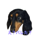 HANA＆JIJI（個別スタンプ：13）