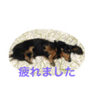 HANA＆JIJI（個別スタンプ：17）