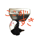 HANA＆JIJI（個別スタンプ：21）