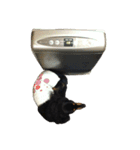 HANA＆JIJI（個別スタンプ：22）