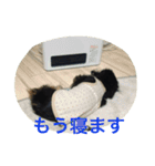 HANA＆JIJI（個別スタンプ：23）
