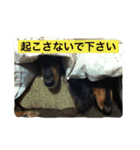 HANA＆JIJI（個別スタンプ：25）