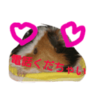 モルモットズGo！ Go！ 5（個別スタンプ：2）