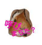 モルモットズGo！ Go！ 5（個別スタンプ：3）