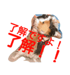 モルモットズGo！ Go！ 5（個別スタンプ：4）