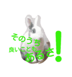 モルモットズGo！ Go！ 5（個別スタンプ：5）