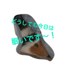 モルモットズGo！ Go！ 5（個別スタンプ：6）
