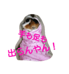 モルモットズGo！ Go！ 5（個別スタンプ：8）
