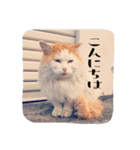 acquaintance cat（個別スタンプ：1）