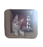 acquaintance cat（個別スタンプ：2）