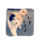 acquaintance cat（個別スタンプ：7）