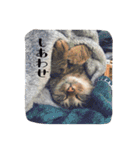 acquaintance cat（個別スタンプ：11）