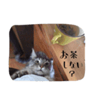 acquaintance cat（個別スタンプ：14）