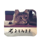 acquaintance cat（個別スタンプ：17）