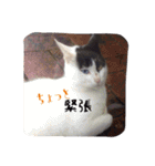 acquaintance cat（個別スタンプ：21）