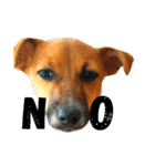 JRT ふく＆はな（個別スタンプ：4）
